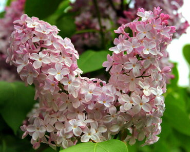 Сирень обыкновенная Розовая пирамида (Syringa vulgaris 'Rozovaia Piramida')