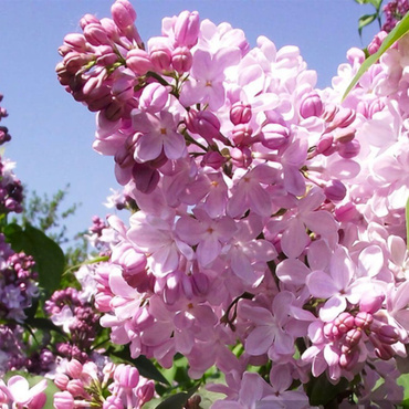 Сирень обыкновенная Аделина (Syringa vulgaris 'Adelina')