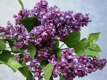 Сирень обыкновенная Адмирал Кузнецов (Syringa vulgaris 'Admiral Kuznetsov')