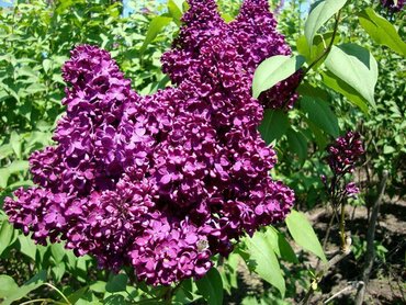 Сирень обыкновенная Адмирал Нахимов (Syringa vulgaris 'Admiral Nakhimov')