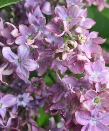 Сирень обыкновенная Антуан де Сент-Экзюпери (Syringa vulgaris 'Antoine de Saint-Exupery')