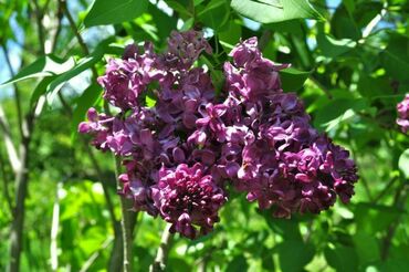 Сирень обыкновенная Бесконечность (Syringa vulgaris 'Beskonechnost')