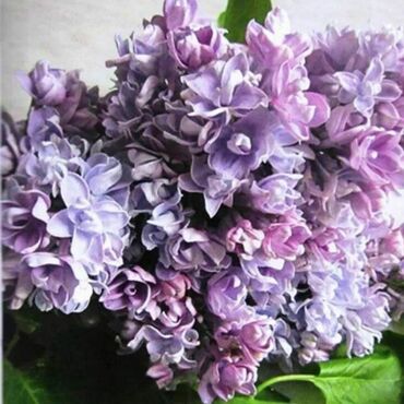 Сирень обыкновенная Валентин Серов (Syringa vulgaris 'Valentin Serov')