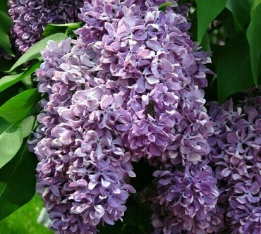 Сирень обыкновенная Василий Теркин (Syringa vulgaris 'Vasiliy Terkin')