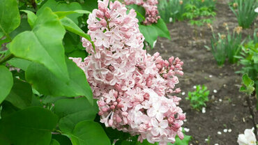 Сирень обыкновенная Вечерний звон (Syringa vulgaris 'Vecherniy Zvon')