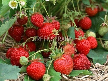 Земляника садовая Альфа (Fragaria x ananassa 'Alfa')
