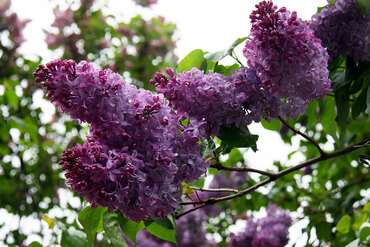 Сирень обыкновенная Гвардейская (Syringa vulgaris 'Gvardeyskaya')