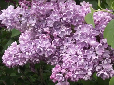 Сирень обыкновенная Катюша (Syringa vulgaris 'Katyusha')