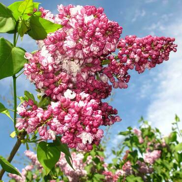 Сирень обыкновенная Маршал Баграмян (Syringa vulgaris 'Marshal Bagramyan')