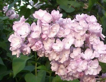 Сирень обыкновенная Милосердие (Syringa vulgaris 'Miloserdiye')