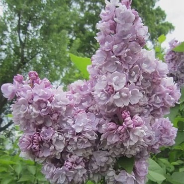 Сирень обыкновенная Михайло Ломоносов (Syringa vulgaris 'Mikhailo Lomonosov')