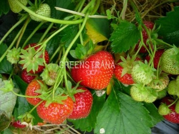 Земляника садовая Зенга Зенгана (Fragaria x ananassa 'Senga Sengana')