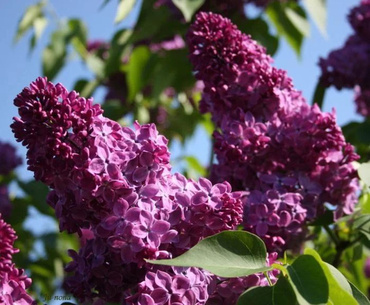 Сирень обыкновенная Патриот (Syringa vulgaris 'Patriot')