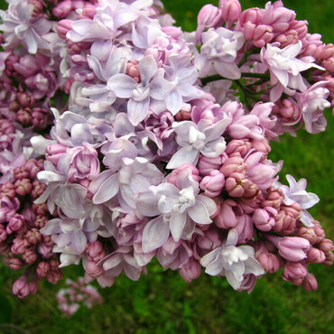 Сирень обыкновенная Прохоровка (Syringa vulgaris 'Prokhorovka')