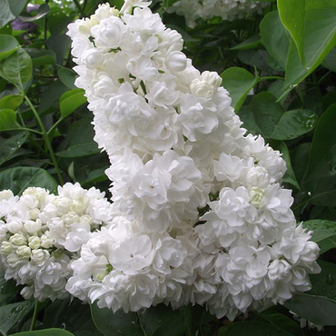 Сирень обыкновенная Русский север (Syringa vulgaris 'Russkiy Sever')