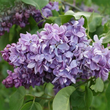 Сирень обыкновенная Серебряный век (Syringa vulgaris 'Serebryanyy Vek')