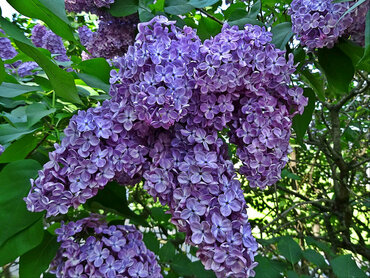 Сирень обыкновенная Синенький скромный платочек (Syringa vulgaris 'Sinenkiy Skromnyy Platochek')