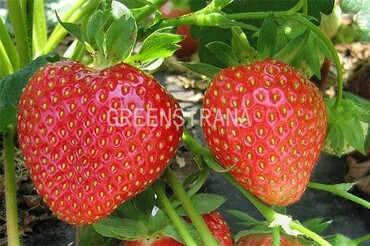 Земляника садовая Кимберли (Fragaria x ananassa 'Kimberly')