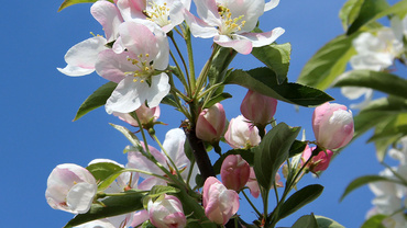 Яблоня декоративная Шуга Тайм (Malus 'Sugar Time')