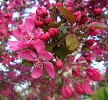 Яблоня декоративная Элей (Malus 'Eleyi')