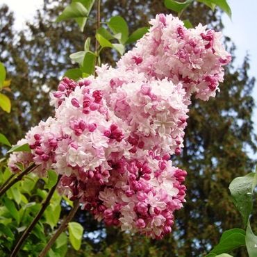Сирень гиацинтовая Свитхарт (Syringa hyacinthiflora 'Sweetheart')
