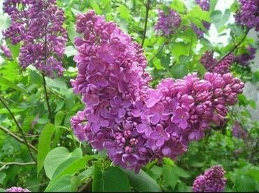 Сирень обыкновенная Севастопольский вальс (Syringa vulgaris 'Sevastopolskiy Vals')