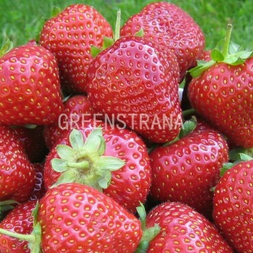 Земляника садовая Моллинг Опал (Fragaria x ananassa 'Malling Opal')