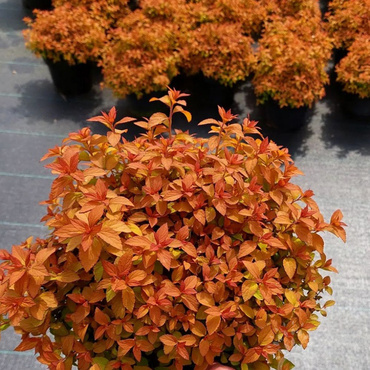 Спирея японская Зен Спирит Голд (Spiraea japonica 'Zen Spirit Gold')