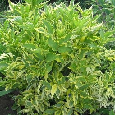 Бузина черная Мадонна (Sambucus nigra 'Madonna')