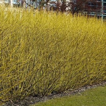 Дерен отпрысковый Буги Елоу (Cornus stolonifera 'Boogie Yellow')