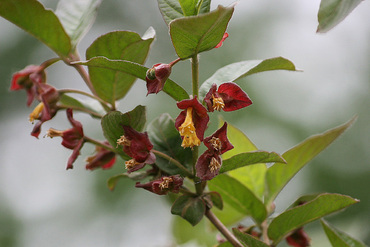 Жимолость покрывальная (Lonicera involucrata)