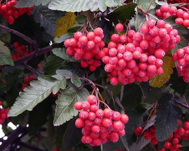 Рябина гибридная (Sorbus x hybrida)
