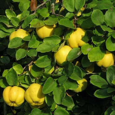 Айва обыкновенная (Cydonia oblonga)