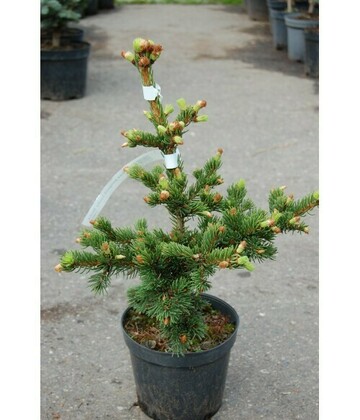 Ель колючая Лаки Страйк (Picea pungens 'Lucky Strike')