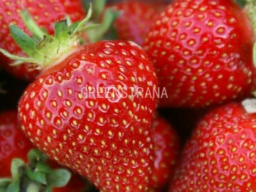 Земляника садовая Роксана (Fragaria x ananassa 'Roxana')