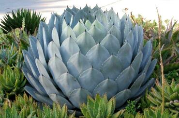 Агава (Agave)