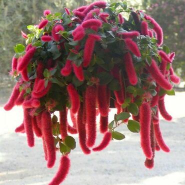 Акалифа Файетэйл (Acalypha 'Foxtail')