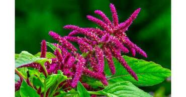 Амарант (Amaranthus)