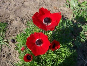 Анемона корончатая Хармони Скарлет (Anemone coronaria 'Harmony Scarlet') красная