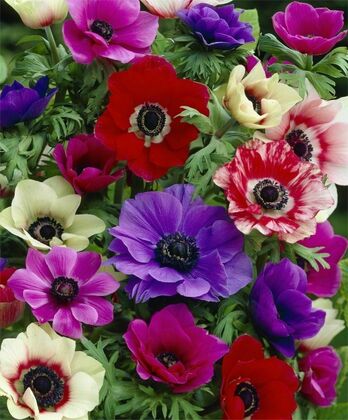 Анемона корончатая Мона Лиза Микс (Anemone coronaria 'Mona Lisa Mix') смесь