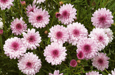 Аргирантемум (Argyranthemum)
