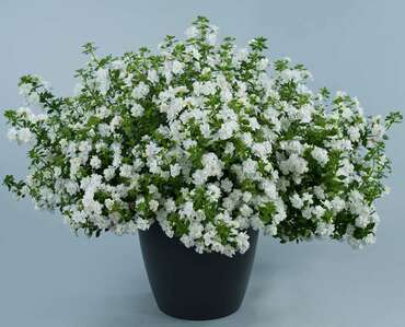 Бакопа (Bacopa) в ассортименте