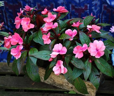 Бальзамин (Impatiens)