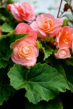 Бегония (Begonia)
