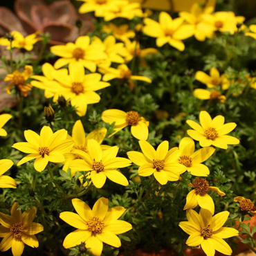 Биденс (Bidens)