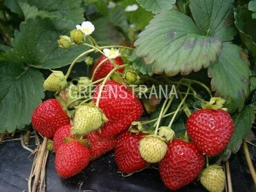 Земляника садовая Сельва (Fragaria x ananassa 'Selva')
