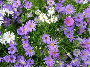 Брахикома узколистная (Brachyscome angustifolia)