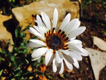 Венидиум (Venidium)