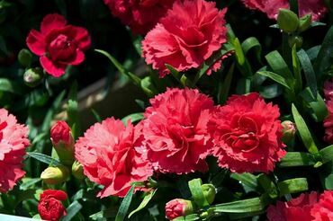 Гвоздика (Dianthus)
