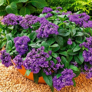 Гелиотроп (Heliotropium)